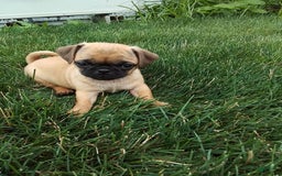 Jug dogs for sale: Jody - Image 2