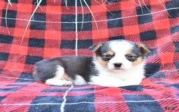 Welsh Corgi Pembroke dogs for sale: Scott - Image 5