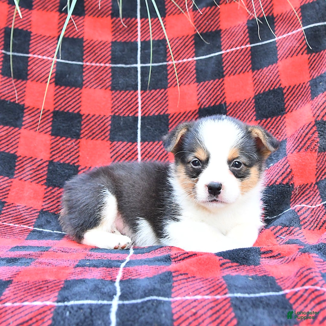 Welsh Corgi Pembroke dogs for sale: Scott - Image 5