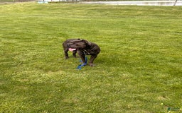 Cane Corso dogs for sale: Chief - Image 4