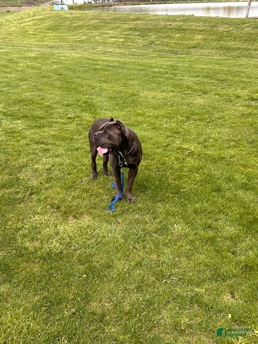 Cane Corso dogs for sale: Chief - Image 4