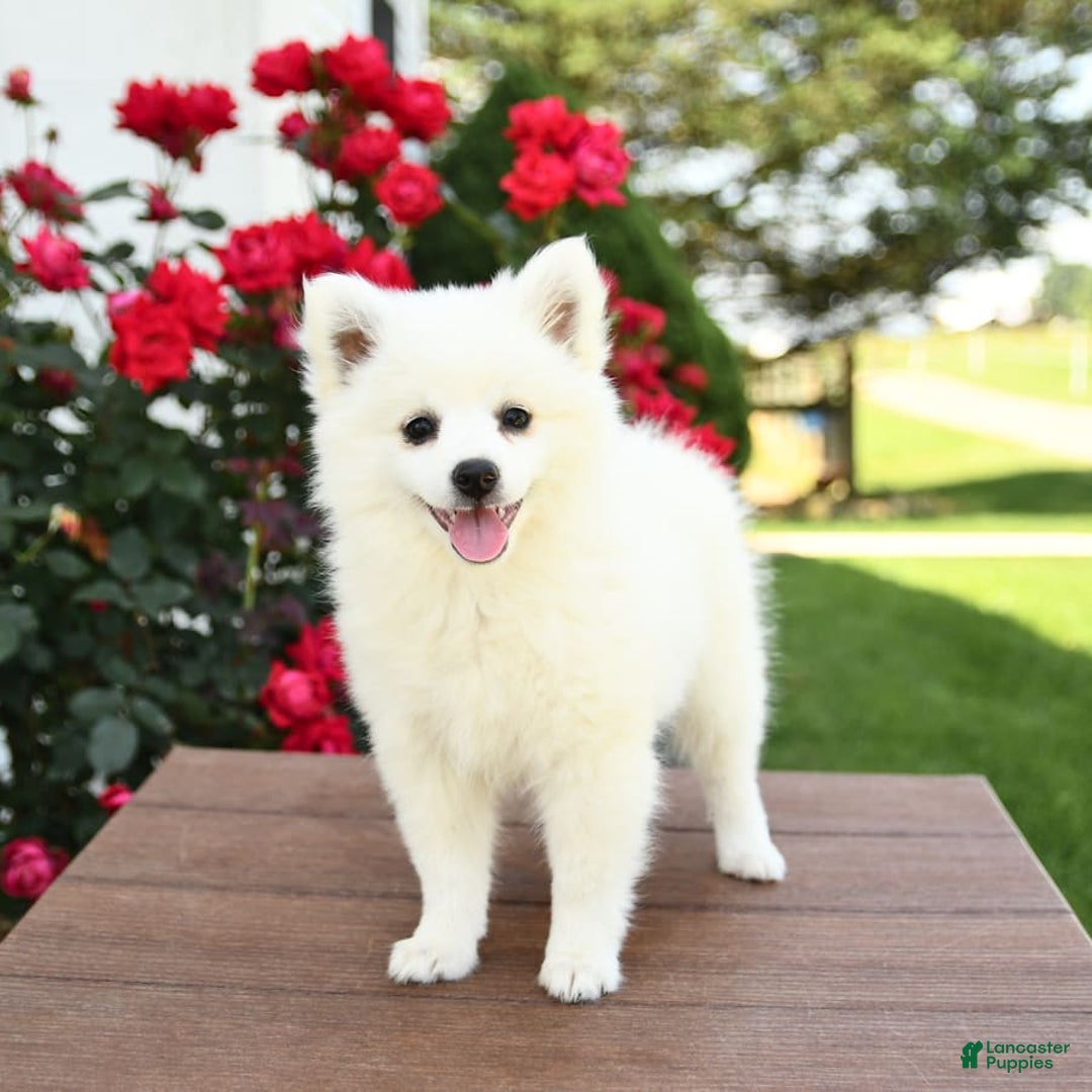 American Eskimo dogs for sale: Muffin - Image 6
