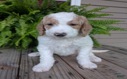 Goldendoodle dogs for sale: Sue - Image 17