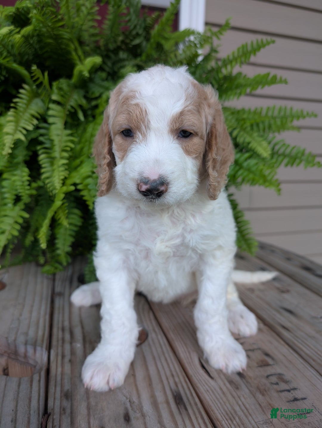 Goldendoodle dogs for sale: Sue - Image 17