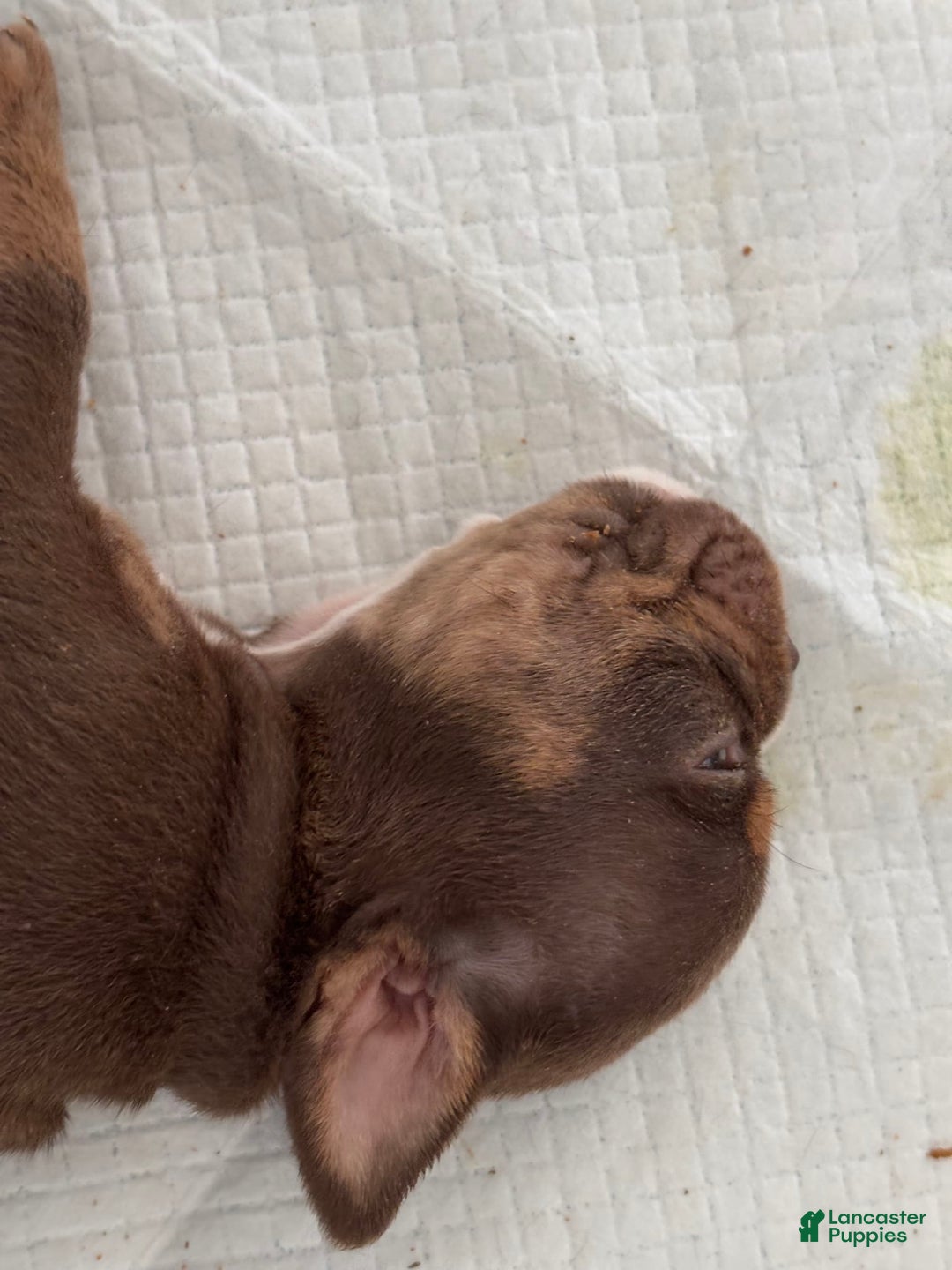 English Bulldog dogs for sale: English Bulldog 4 puppies - Image 4
