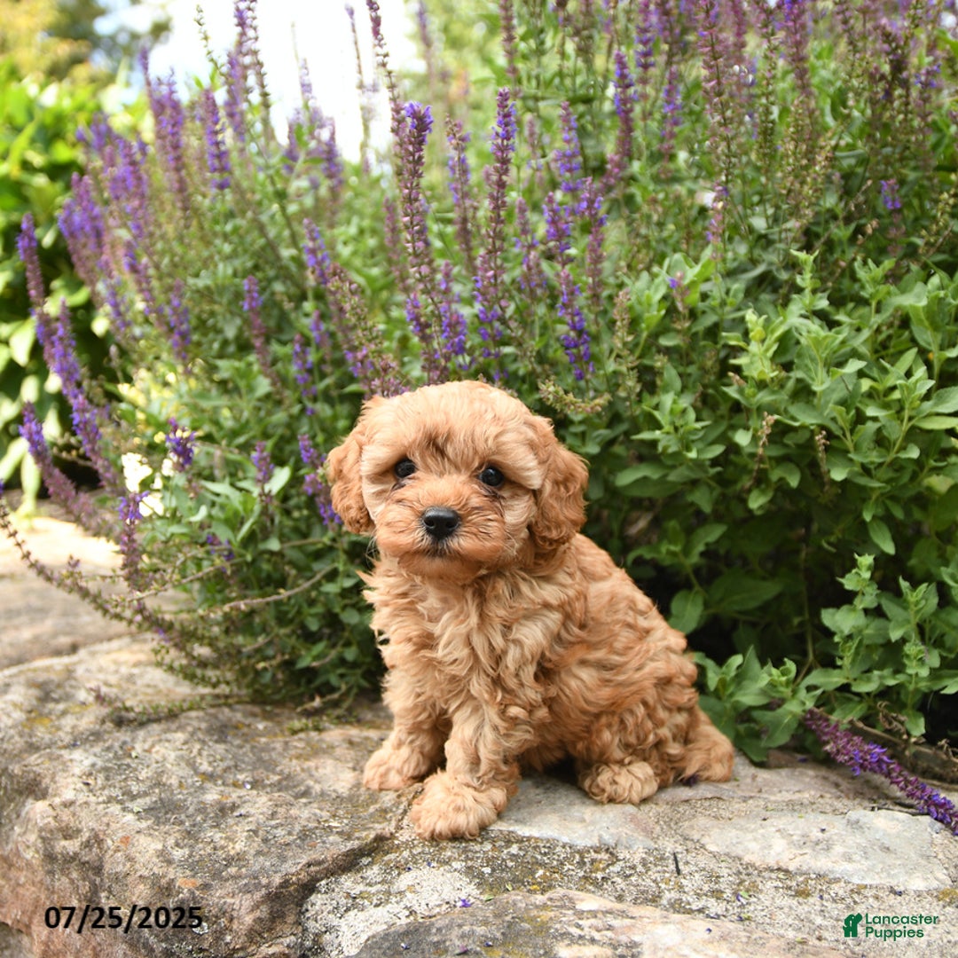 Cavapoo dogs for sale: Riley - Image 2