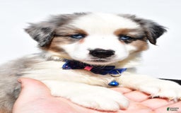 Miniature Australian Shepherd dogs for sale: Tundra - Image 10