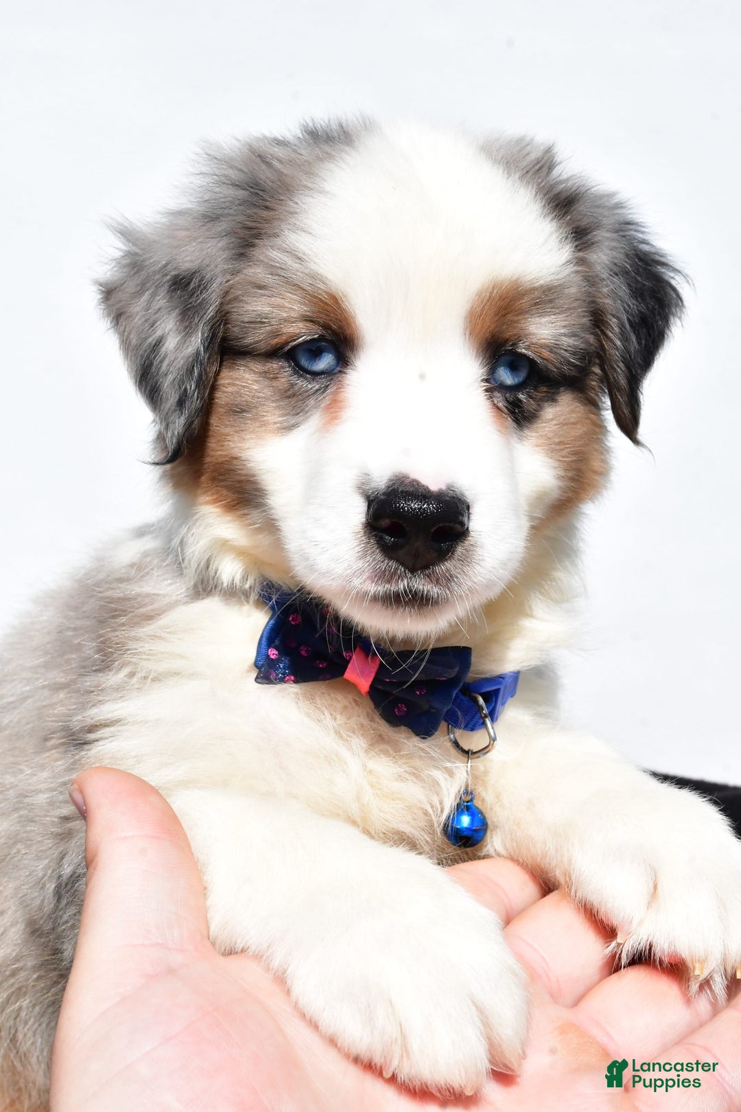 Miniature Australian Shepherd dogs for sale: Tundra - Image 10
