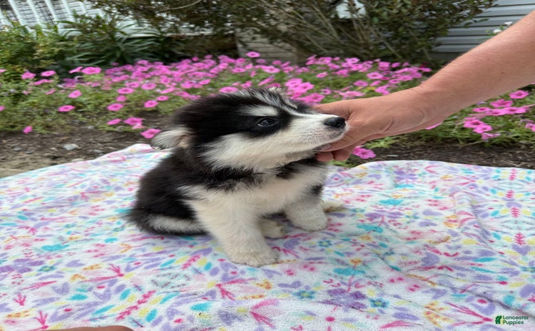 Pomsky dogs for sale - Ad 1