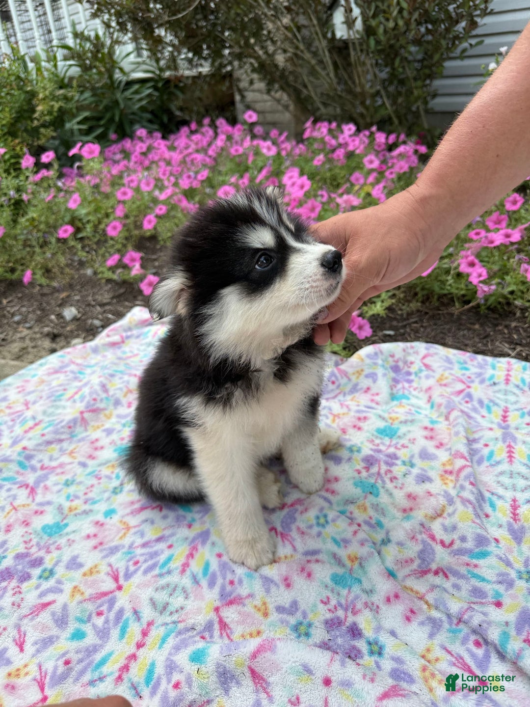 Pomsky dogs for sale: Bingo - Image 1