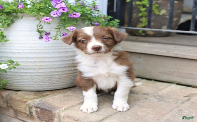 Border Collie dogs for sale - Ad 1
