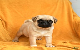 Pug dogs for sale: Pug 6 puppies - Image 11