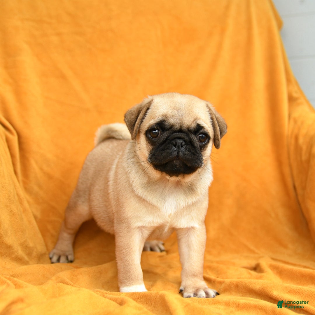 Pug dogs for sale: Pug 6 puppies - Image 11