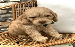 Cockapoo dogs for sale: Enzo - Image 2