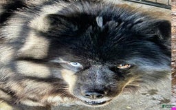 Siberian Husky dogs for sale: Akc Lincoln - Image 6