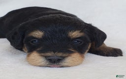 Schnoodle dogs for sale: Ember - Image 7