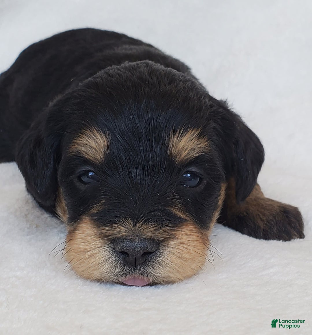 Schnoodle dogs for sale: Ember - Image 7