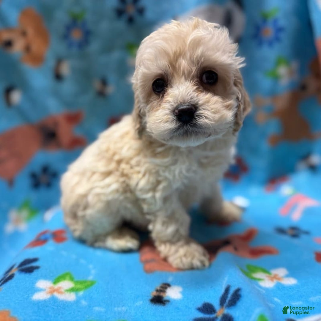 Cockapoo dogs for sale: Toy Cockapoos - Image 4