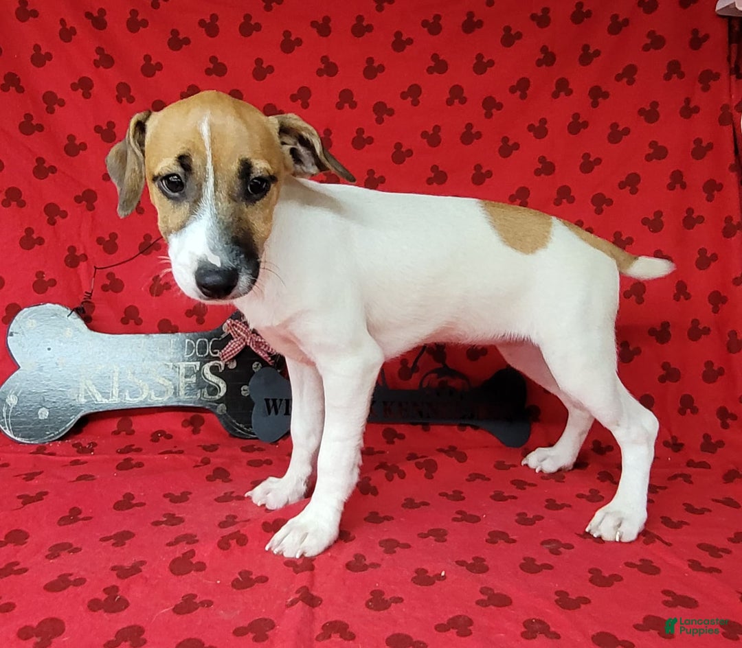 Jack Russell Terrier dogs for sale: Penny Female JRT - Image 9