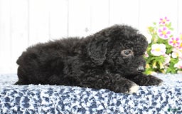 Havapoo dogs for sale: Abby - Image 4