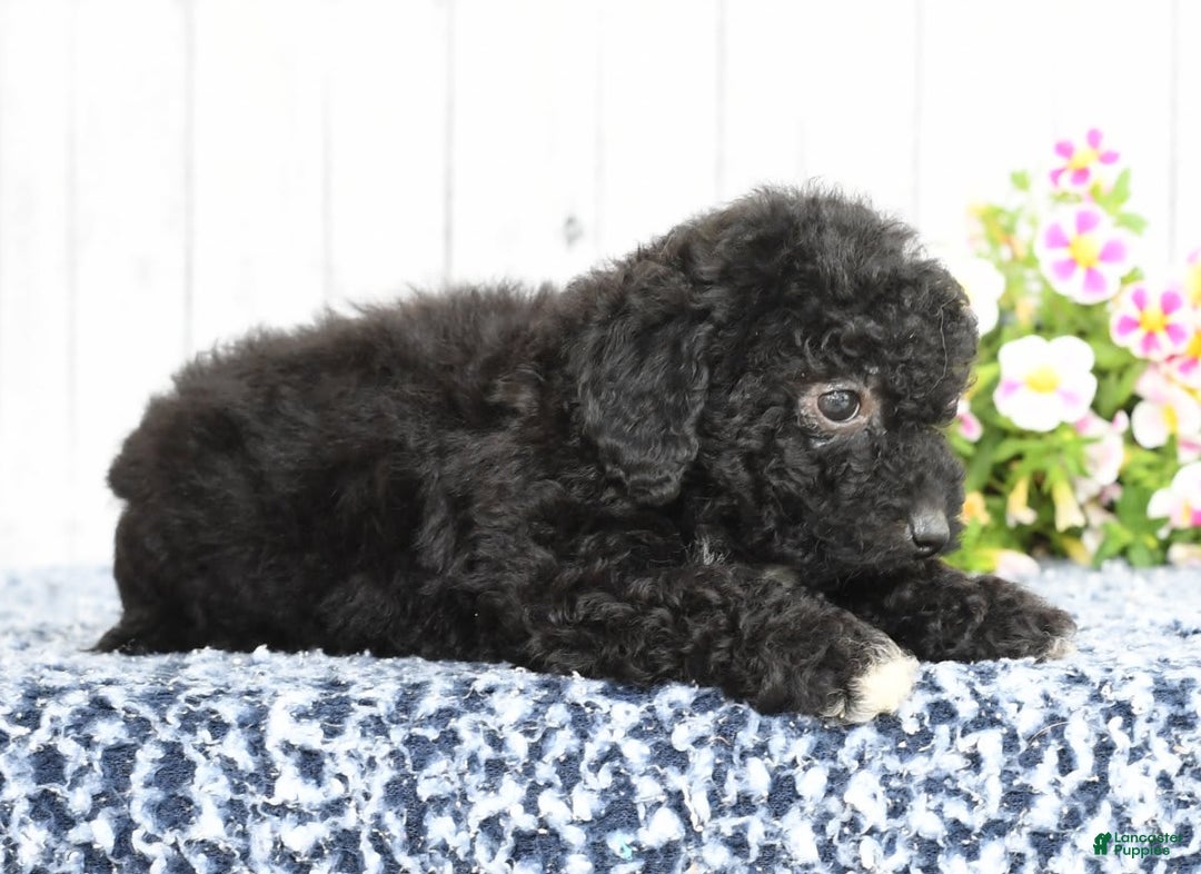 Havapoo dogs for sale: Abby - Image 4