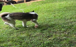 Akita dogs for sale: Jasper - Image 6