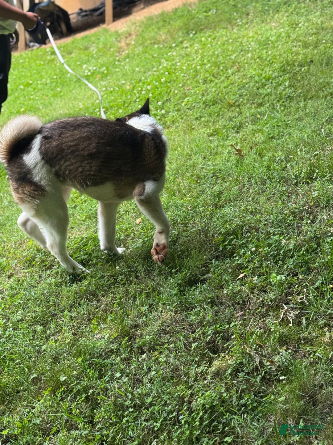 Akita dogs for sale: Jasper - Image 6