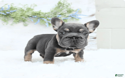 French Bulldog dogs for sale: Barbie - Image 2