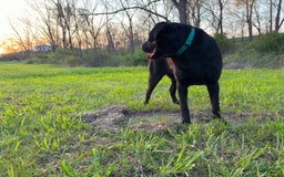 Labrador Retriever dogs for sale: Leo - Image 4