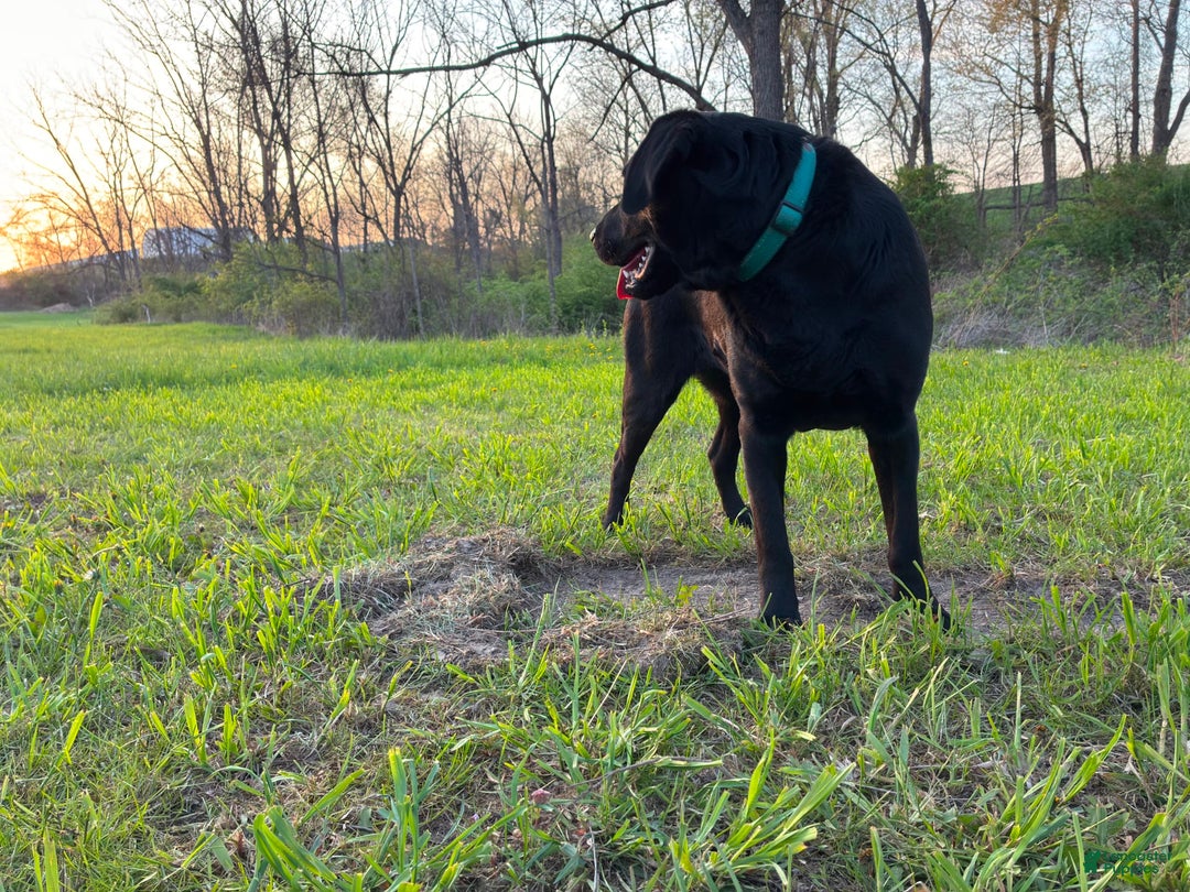 Labrador Retriever dogs for sale: Leo - Image 4