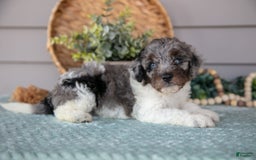 Miniature Poodle dogs for sale: Taz - Image 3