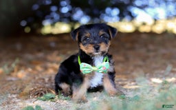 Yorkshire Terrier dogs for sale: Moses - Image 2
