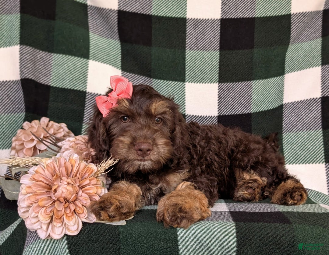 Cockapoo dogs for sale: Charise - Image 2
