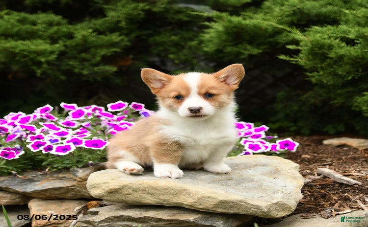 Welsh Corgi Pembroke dogs for sale - Ad 1