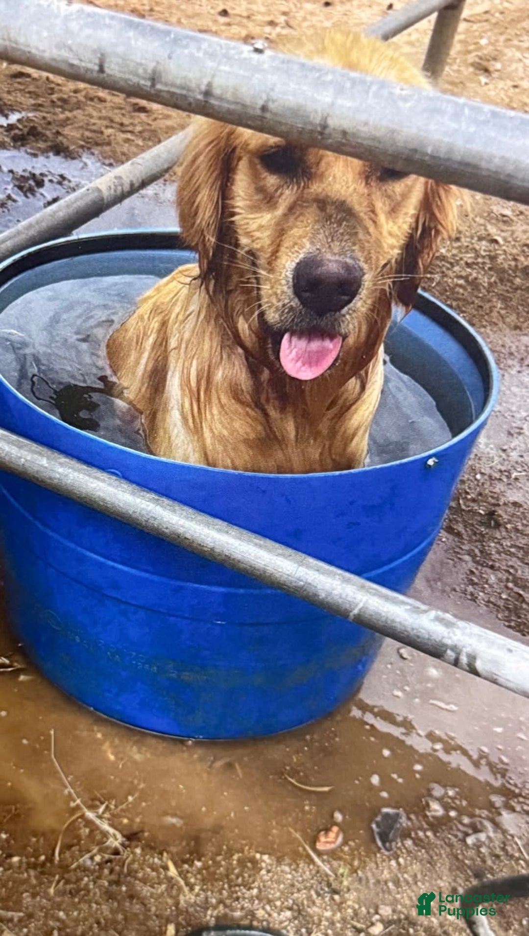 Goldendoodle dogs for sale: Loving Runti - Image 6