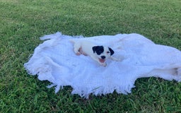 Jack Russell Terrier dogs for sale: Cedric - Image 3