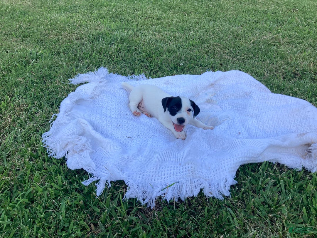 Jack Russell Terrier dogs for sale: Cedric - Image 3