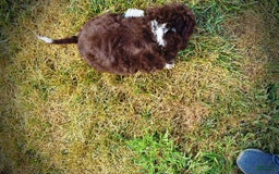 Havapoo dogs for sale: Havapoo 7 puppies - Image 2