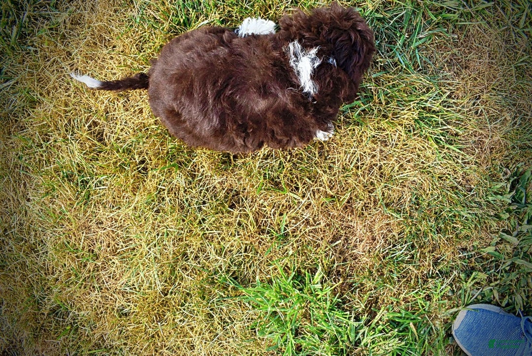 Havapoo dogs for sale: Havapoo 7 puppies - Image 2