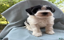 Teddy Bear dogs for sale: Teddy Bear 3 puppies - Image 2