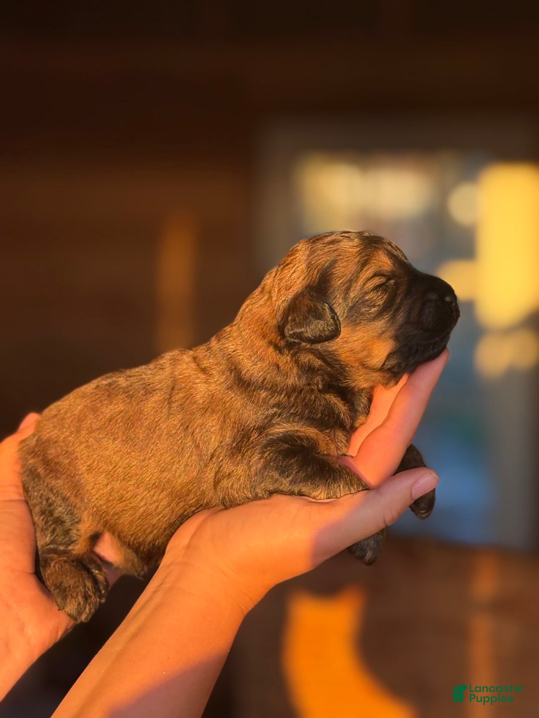 Aussiedoodle dogs for sale: Brooks - Image 1