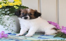 Papillon dogs for sale: Chico - Image 1