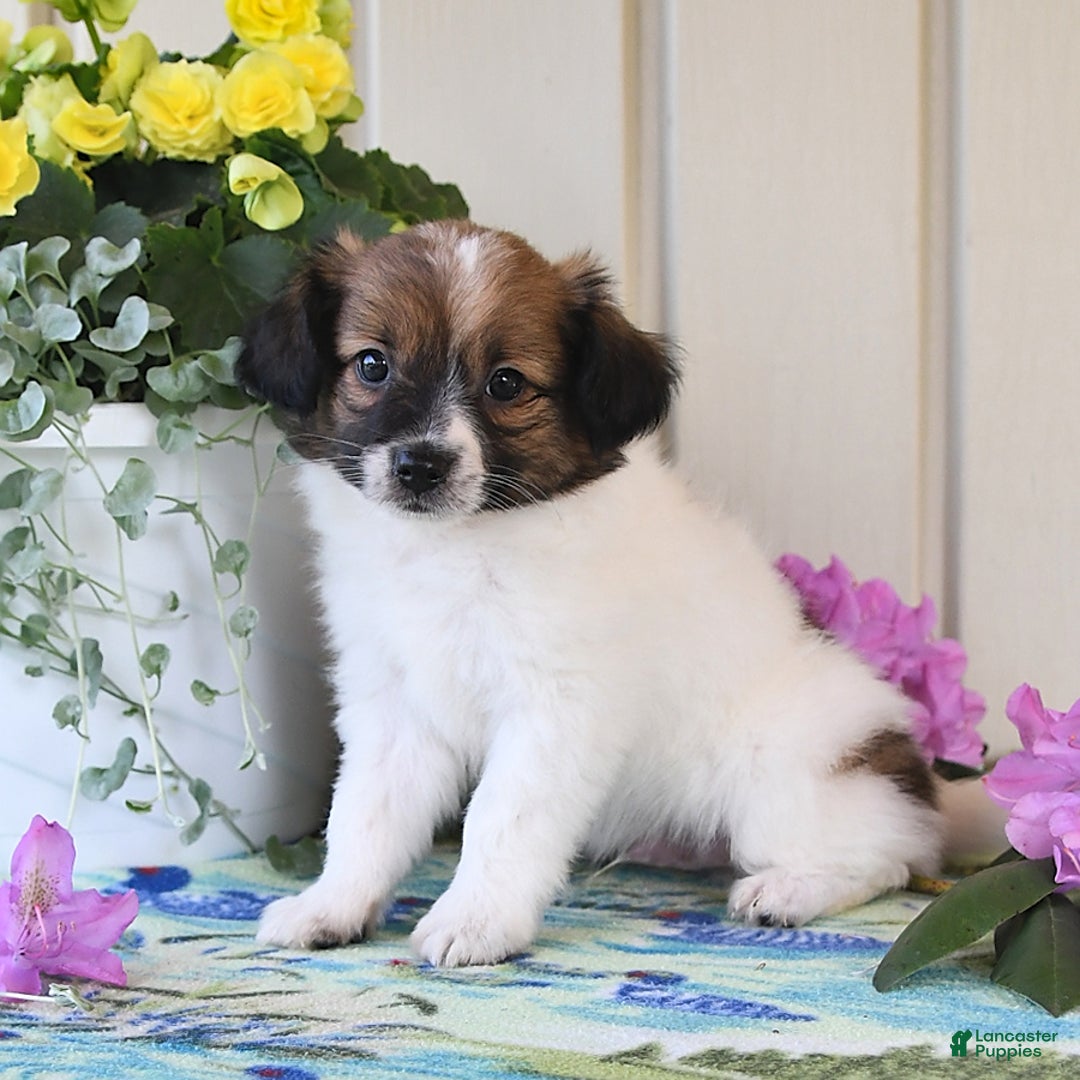 Papillon dogs for sale: Chico - Image 1