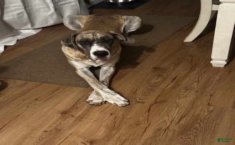 Great Dane dogs for sale - Ad 1