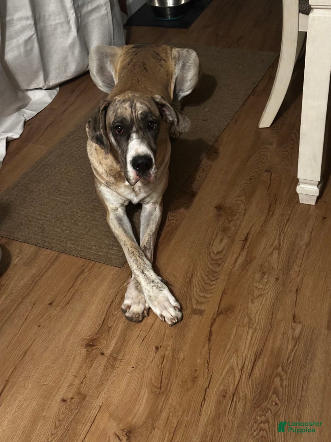 Great Dane dogs for sale: Daisy - Image 1