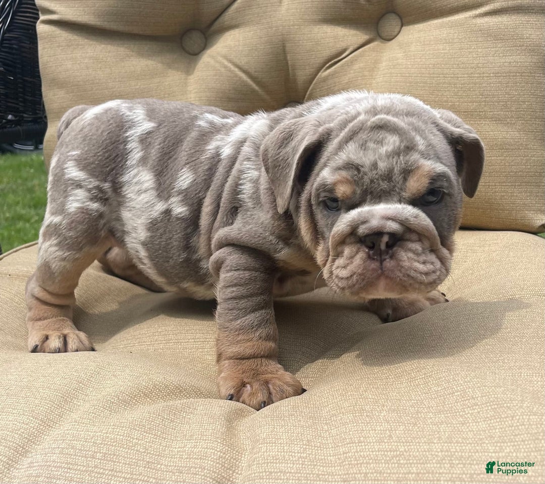 English Bulldog dogs for sale: Merlin - Image 7