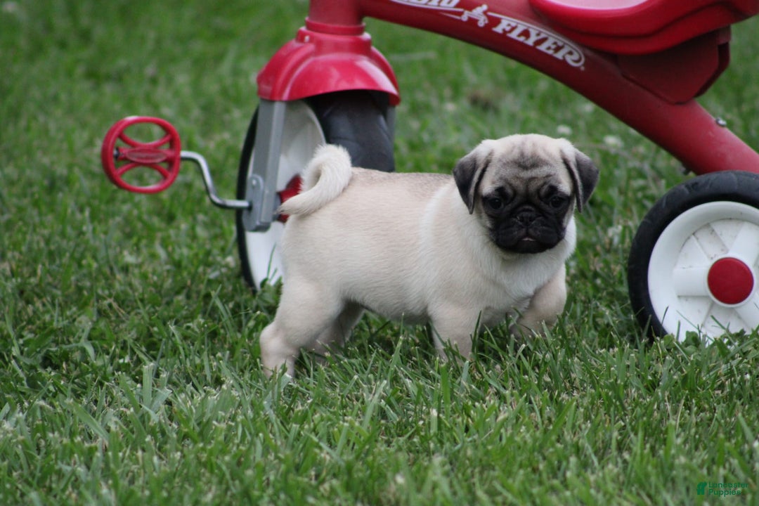 Pug dogs for sale: Edith - Image 7