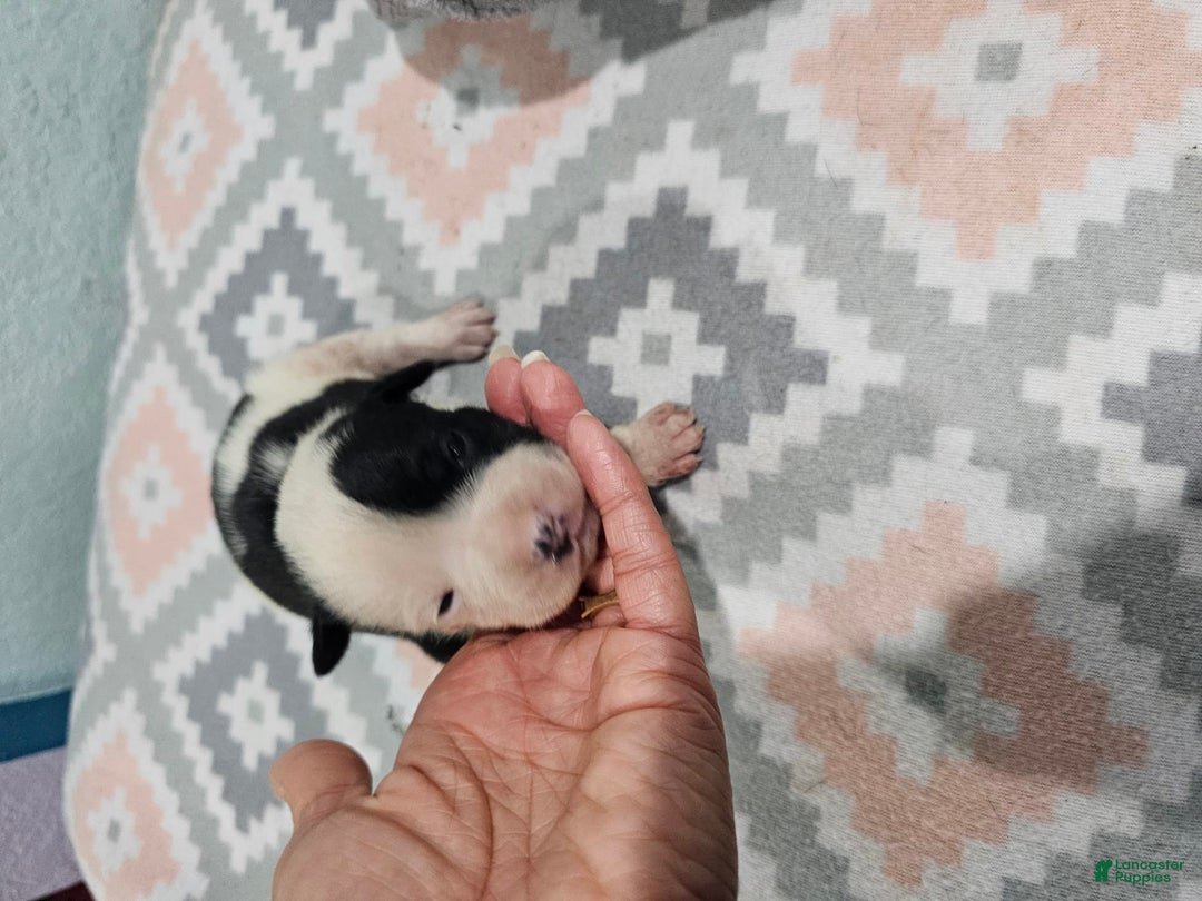 Staffordshire Bull Terrier dogs for sale: Deuce - Image 5
