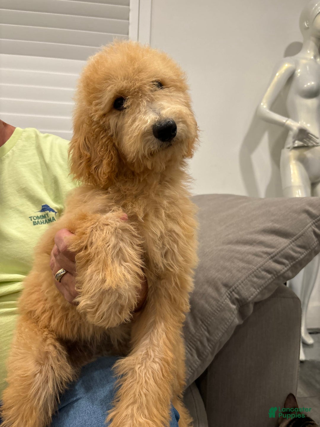 Goldendoodle dogs for sale: Leo - Image 3