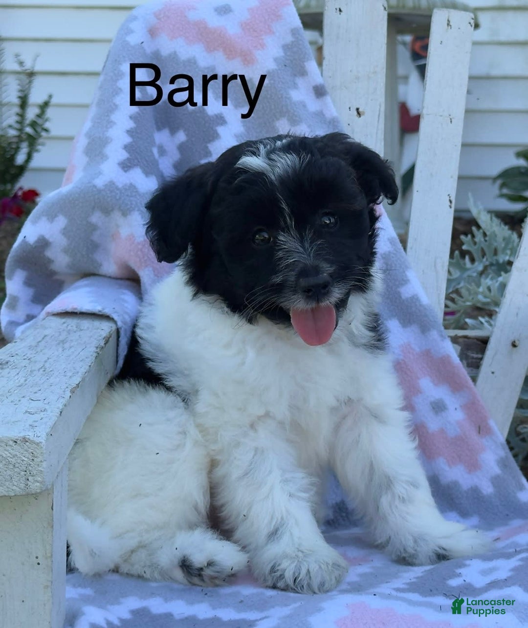Miniature Poodle dogs for sale: Barry - Image 5
